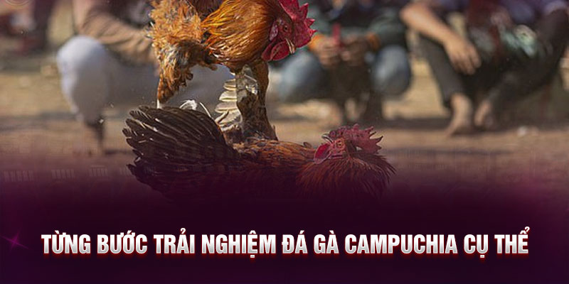 Từng bước trải nghiệm đá gà Campuchia cụ thể