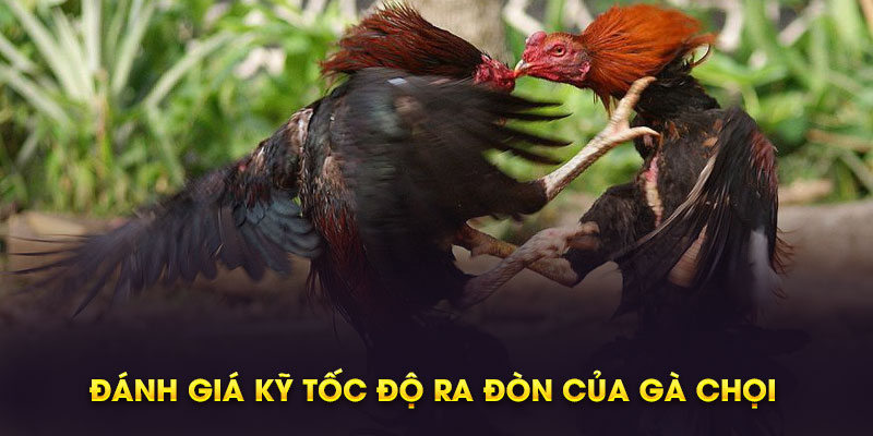 Đánh giá kỹ tốc độ ra đòn của gà chọi